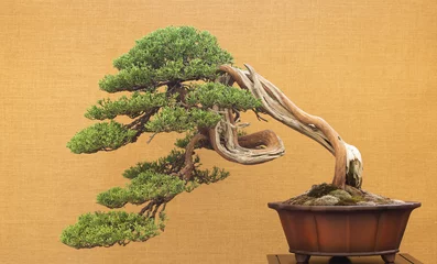 Fotobehang Bonsai elegante antieke bonsai op gele achtergrond  © Brother's Art
