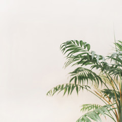 Fototapeta na wymiar Exotic tropical palm branches on pale pastel beige background. Minimal floral concept.
