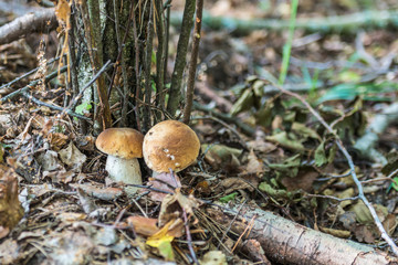 White mushroom in the autumn foliage.