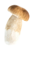 Edible porcini mushroom  on a white background.