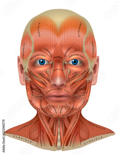 Head, face and neck muscles anatomy diagram with names Wall mural