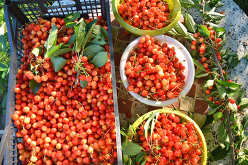 Sweet bright cherries harvest