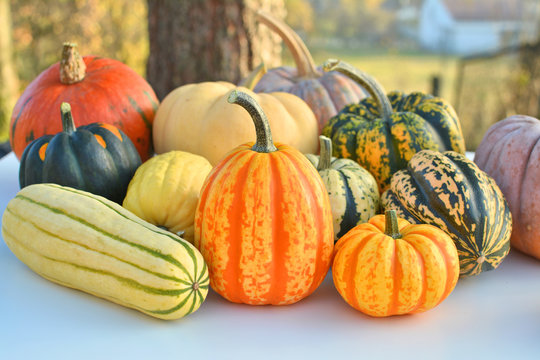 Winter Squashes In Autumn Garden