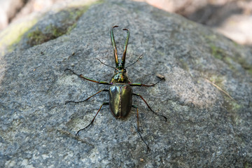 Darwin's beetle posing on a rock