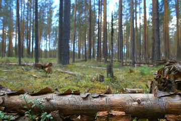 landscape pine forest / taiga, virgin forest, landscape nature summer