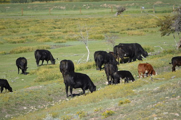 herd of cows