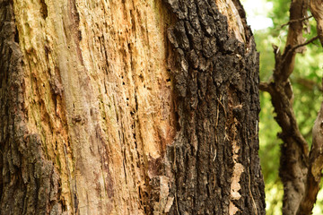 Wounded tree in the forest