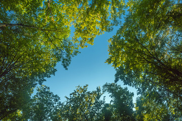 Fototapeta premium Crown of green trees against the blue sky, frame design