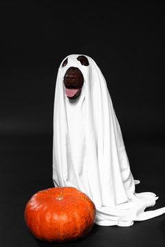 Cute dog in ghost costume and Halloween pumpkin on dark background