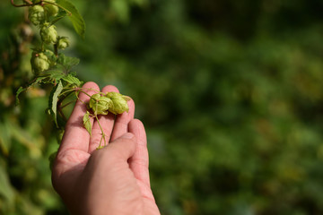 Woman holding hop outside