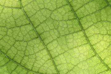 Fototapeta na wymiar Closeup of green leaf