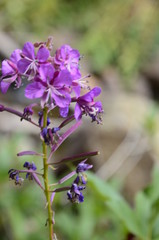 flower wild