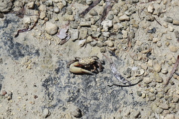 Colored crabs, Saline lake, Ras Mohamed Nature Reserve, Qesm Sharm Ash Sheikh, Egypt