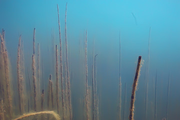 ecosystem underwater pond / landscape underwater photo diving in fresh water, green world algae and fish in river depth