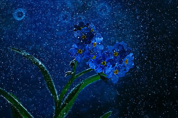 Fototapeta na wymiar little blue flowers / nature beautiful, plants macro small flowers, spring nature background
