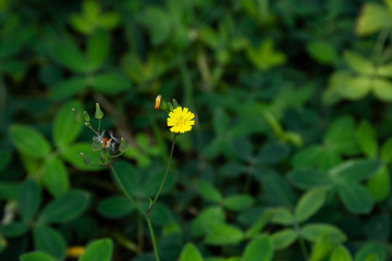 yellow flower