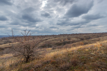 Gloomy landscape with dry autumn grassland and one shrub without foliage