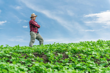 Farmer inspecting pea plants at his field