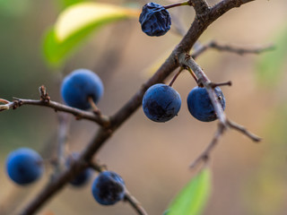 Blackthorn or sloe (Prunus spinosa) berries on a branch close-up. Ripe blue blackthorn berries on a branch. Autumn background.