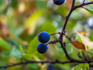 Blackthorn or sloe (Prunus spinosa) berries on a branch close-up. Ripe blue blackthorn berries on a...