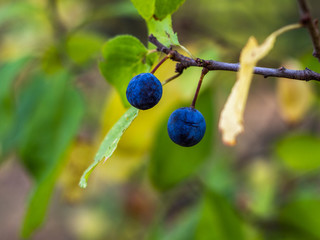 Blackthorn or sloe (Prunus spinosa) berries on a branch close-up. Ripe blue blackthorn berries on a...