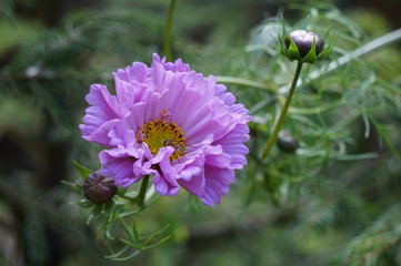 Obraz premium pink flower