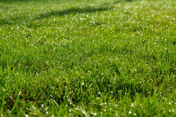 Photo of a green lawn in bright sunlight. Millions of bright green grass blades with thousands of droplets of bright light. The effect of thousands of bokeh on a light green lawn. Background photo.