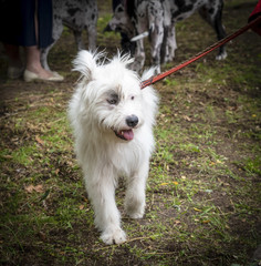 white half-breed Ardennes Bouvier