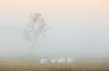 Jesienny Świt  © Wojciech Lisiński