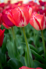 Netherlands,Lisse, a red flower