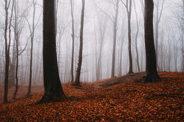 Fototapeta premium foggy woods on rainy autumn day