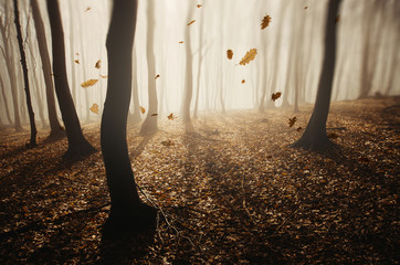 autumn forest background with leaves in the wind