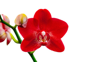  pink Phalaenopsis or Moth dendrobium Orchid flower in winter or spring day tropical garden isolated on white background.Selective focus.agriculture idea concept design with copy space add text.