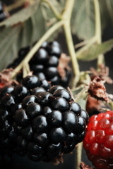 blackberry on a branch matures