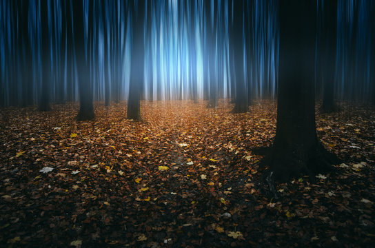 Fototapeta magical autumn forest, surreal fantasy landscape