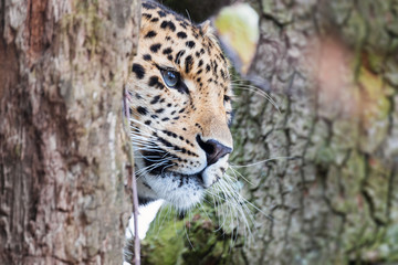 Amur leopard emerges from the trees