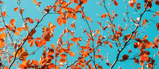 Fototapeta na wymiar Autumn. Abstract natural background. Abstract natural background. The leaves are yellow and orange, painted autumn.