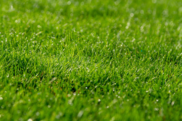 Fototapeta na wymiar Dew on green grass in bright sunlight. Millions of bright droplets of water on the grass of a green lawn. Bokeh effect on the green lawn. Photo of the background.