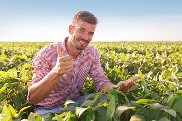Young farmer in field examining soybean corp. He is thumbs up. © Zoran Zeremski