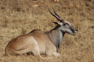 Eland