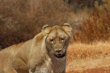 Lioness