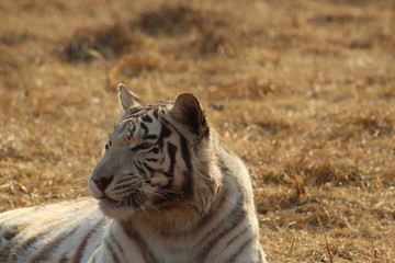 White Tiger