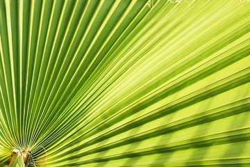 Obraz premium Cropped macro shot of green sugar palm tree leaf strip in sun light. Stripped European fan palm leaves texture in sunshine, exotic plant. Close up, copy space for text, floral background.