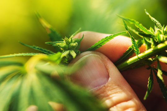 Farmer Is Examining Cannabis Hemp Male Plant Flower Development