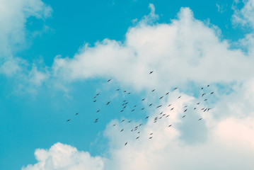 Flock of birds in the sky