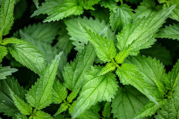 Nettle. Medicinal plant.