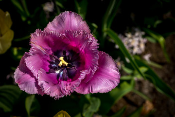 Netherlands,Lisse, a purple flower on a plant