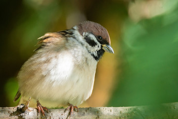 Sparrow on a branch
