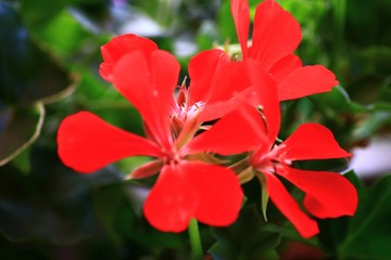 Fototapeta premium Rote Geranie