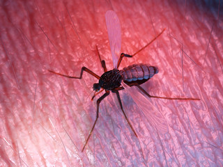 3d rendered medically accurate illustration of a mosquito on human skin